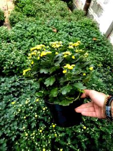 TANAMAN HIDUP Bunga Krisan Aster Kuning PomPom