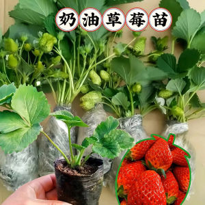 【草莓盆栽】现挖四季奶油草莓苗南方北方阳台水果庭院种植果树苗