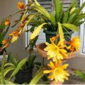 Tanaman wijaya kusuma bunga kuning  - Epiphyllum oxypetalum. 