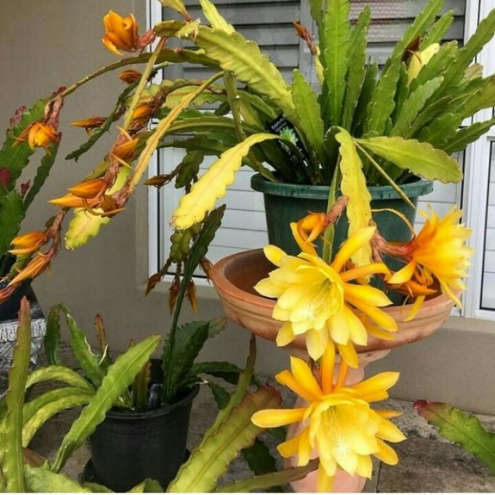 Tanaman wijaya kusuma bunga kuning  - Epiphyllum oxypetalum