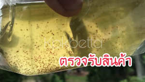 KPK ไรแดง ไรแดงมาโครโคปา (Water flea Moina macrocopa) 1000 หน่วย ต่อ 1 ถุง (สินค้าเสียหายเคลมใหม่ฟรี)
