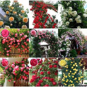 [Easy To Grow] Climbing Rose Flower Seeds For Gardening (100 Seeds/Bag Mixed Color) Binhi Ng Rosas