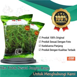 Benih Kangkung Cabut Darat Super Serimpi 1 Kg Asli Panah Merah