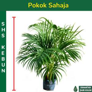 Pokok Areca Palm 散尾葵 Yellow Palm Dypsis Lutescens Pinang Kuning Pokok Hiasan Pokok Hidup Pokok Landskap SHS Kebun