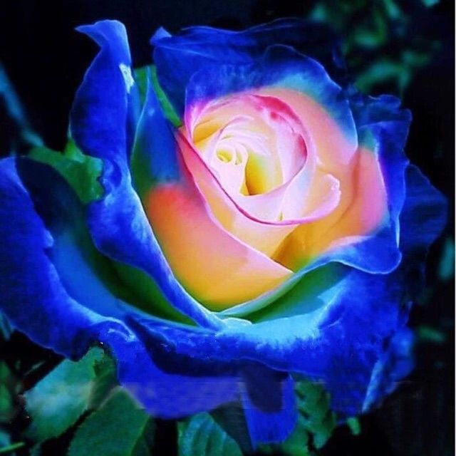 Rare Blue edge rose seeds SACRED GARDEN | Lazada PH
