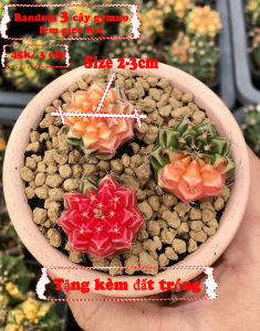 Combo 3 cây gym lem gieo hạt