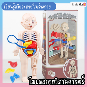Endukids โมเดลกายวิภาคศาสตร์ กายวิภาคศาสตร์ DIY ของเล่นเสริมการเรียนรู้ สําหรับเด็ก 14 ชิ้น