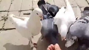 เห็นผลชัวร์100% แลนเนท ยาเบื่อนก ยาฆ่านกพิราบ 500กรัม ยากำจัดนกพิราบ ทำลายอวัยวะภายในตายใน 1วัน แห้งเร็วและไม่มีกลิ่น