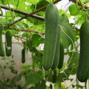 Cucumber Seeds – Big Variety – High Yield & Easy to Grow – Green Thumbs RDZY