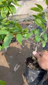 Hoa mai Cúc Phượng Thanh Trân_cây ghép chuẩn