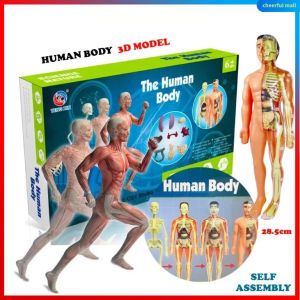 Human Body Anatomy Skeleton & Organ DIY Assembly STEM STEAM Science experiment kit Sains Badan Mainan kanak人体器官骨骼模型DIY...