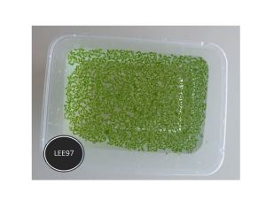 [Aquatic Plant] Duckweed plant water cleaner pollutant remover LEE97 Live plant/pokok hidup/floating plant浮萍