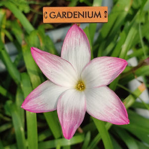 Umbi Bunga Rain Lily Summer Chill - Rainlily Zephyranthes Hybrid