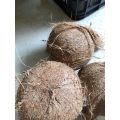 Quả dừa già khô cùi dày, nhiều nước, mỏng vỏ quả to ngon. 
