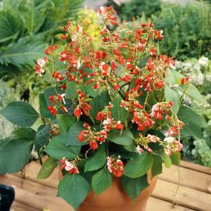 Runner Bean Hestia Dwarf Edible Climbing Flower 5-20 Seeds Rare Easy Fast Growing Balcony Friendly