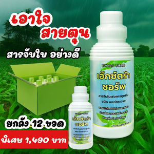 สารจับใบ เอ๊กซ์ตร้าซอร์พ (ยกลัง12ขวด) ดูดซึมเร็ว เกาะแน่น  สารจับใบชนิดเข้มข้น ไม่มีแอลฯ 1ลิตร