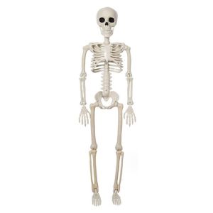 Bingkai Kerangka / Model Kerangka Manusia Torso / Human Skeleton Tengkorak Mini