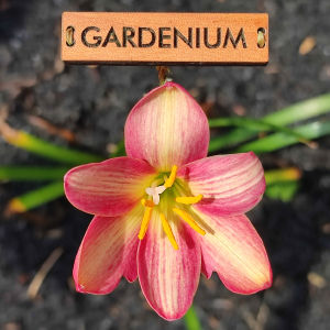 Umbi Bunga Rain Lily Small Hybrid - Rainlily Zephyranthes Hybrid