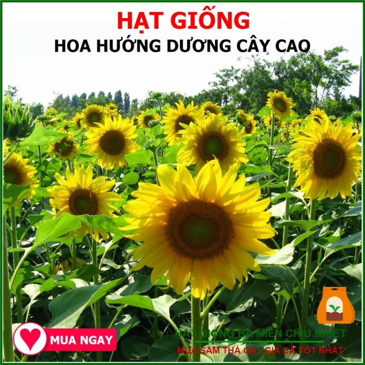 Hạt Giống Hoa Hướng Dương Cây Cao Trang Nông 1gram | Lazada.vn