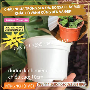 Combo 50 Chậu nhựa mini (12cm miệng x 10cm cao) Chậu trồng Sen Đá Chậu nhựa trồng Xương Rồng Bonsai