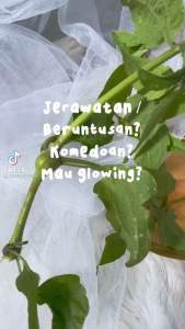 (FREE GIFT)MAKO BY SERIS FRESH GLOWY SKIN DAY AND NIGHT CREAM BPOM