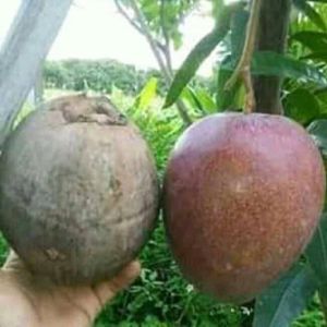Bibit Tanaman Buah Mangga Kelapa