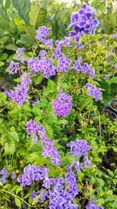 เทียนหยดม่วง กระถาง 11 นิ้ว ต้นสวยและแข็งแรง (กทม)