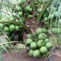 Bibit Kelapa Hibrida Wulung Serat Pink Untuk Obat Pohon Pendek Berbuah. 