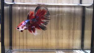 *RANDOM PICK* 5 Male Betta + 1 *Free Gift* Betta Fish/ ikan Laga S+/ M