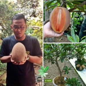 PROMO TERMURAH BIBIT SAWO JUMBO MANIS CEPAT BERBUAH