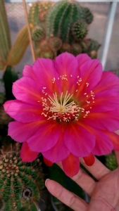 กระบองเพชร cactus หน่อเด็ดสดTrichocereus ka47.07-EV1 ขนาด 2.5 - 3 ซม. สายพันธุ์นำเข้าออกดอกในไทยแล้ว สวยตรงปก 🌵🌵🌵