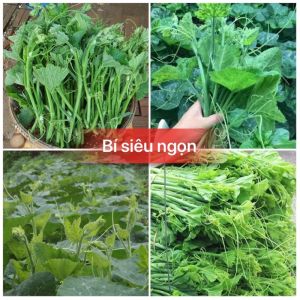 Combo 2 gói Hạt Giống bí Ngọn (Siêu đọt) Gói 10gram-tặng kèm gói phân bón