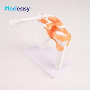 Human shoulder joint model for teaching - Left shoulder bone