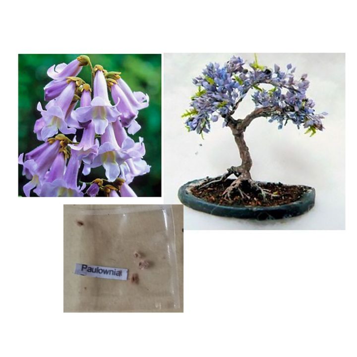 paulownia empress tomentosa bonsai plant tree seeds Shrubs And Tree Seeds -  Lazada | Lazada PH