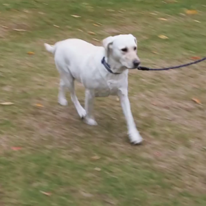 Reflective Dog Training Leash 5M 10M Extra Long Line With Soft Padded Handle Perfect For Outdoor Strolls