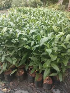 ต้นกันเกราหรือมันปลา เพาะเมล็ด (ถุงใหญ่) สูง60-70ซม.