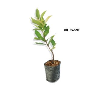 BIBIT JAMBU AIR JAMAIKA
