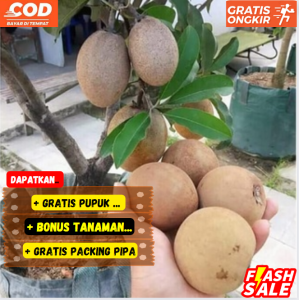 Pohon Bibit Sawo Jumbo Bibit Super Unggul