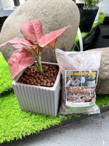 Viên đất nung hàng đẹp lót mặt chậu cây trồng