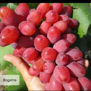 BIBIT ANGGUR IMPORT BOGEMA HASIL GRAFTING