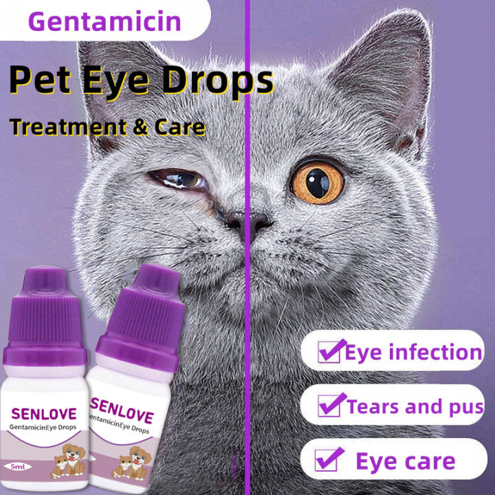 How To Medicated Eye Drops For Kittens Eye Infection Giving Eye