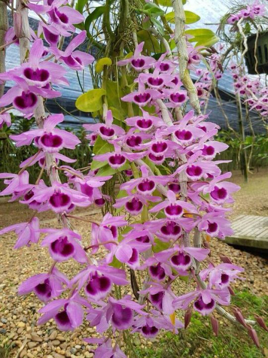 hoa phong lan phi điệp tím thái - cây giống