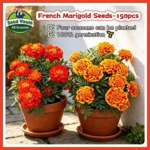 100% Legit High Germination 150pcs Tropical French Marigold Seeds for Planting Flower Plant Assorted Color French Marigold Tagetes Patula Flower Seeds for Gardening Balcony French Marigold Plant Seed Marigold Live Plants for Sale Indoor Marigold Seedlings
