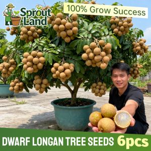 [Easy To Grow] Premium Dwarf Longan Tree Seeds for Planting Fruit Plants (6 Seed) Fresh Tropical Longan Fruit Seeds Real Longan Fruit Bearing Trees Seeds Bonsai Longan Live Plant Potted Sweet Longan Tree Seeds for Home Garden Balcony Red Longan Seedlings