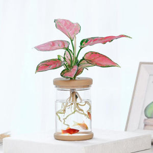 [HUSTOM] COD ขี้เกียจโปร่งใสกระถาง hydroponic ดูดซึมน้ำอัตโนมัติ