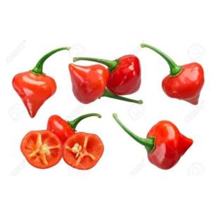 COD PRIORITAS - Biji benih tanaman cabe unik red chupetinho 100 butir benih biji