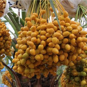 ปุ๋ยน้ำซีโฟ ผลใหญ่ ขั้วเหนียว รสชาติดี ผลไม่ร่วงง่าย ผิวสวยไม่แตก ขนาด 1 ลิตร (แนะนำใช้คู่กับซีโฟ)