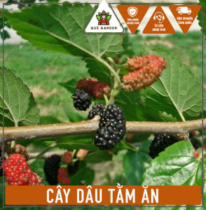 Cây Dâu Tằm Ăn - Tổng thể tầm 50-60 cm - Cây trồng chậu mau ra quả!
