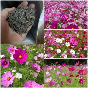Hạt giống hoa sao nhái hồnghoa chuồn chuồn -gói 50gr-gieo trồng quanh năm