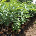 Bibit Tanaman Pohon Pule / Pulai Super Berkualitas Unggul. 